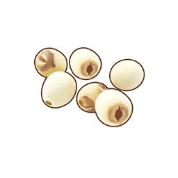 Lotus Seed