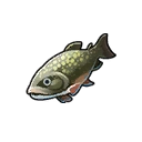 Dabry's Sturgeon