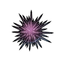 Sea urchin