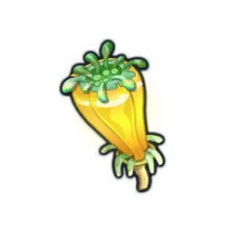 Orange Anemone