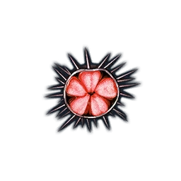 Red Sea Urchin