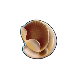 Conch Meat